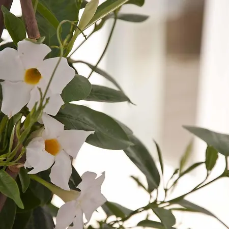 Bed and Breakfast Zalamera Βαλένθια
